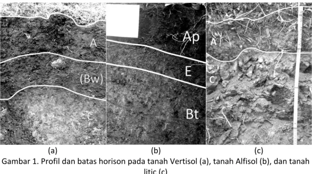 Gambar 1. Profil dan batas horison pada tanah Vertisol (a), tanah Alfisol (b), dan tanah  litic (c) 