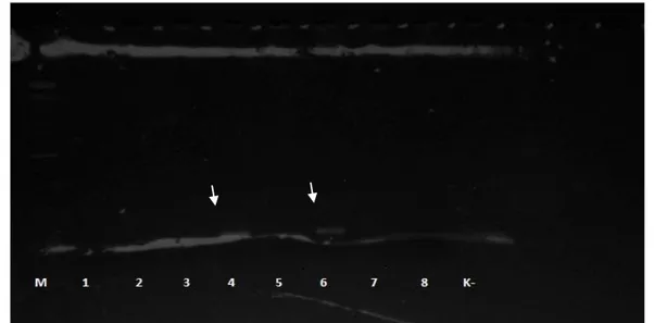 Gambar  2.  Hasil  amplifikasi  DNA  antar  spesies  (tanda  panah  putih  menunjukkan  hasil  positip  mengandung  DNA  tikus)  menunjukkan panjang amplikon 188bp 