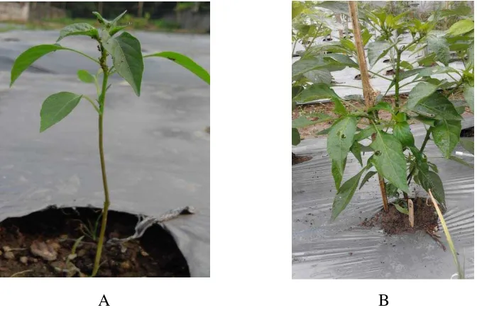 Gambar 1. Tanaman cabai merah (Capsicum annum), A= Fase Vegetatif, B= FaseGeneratif  