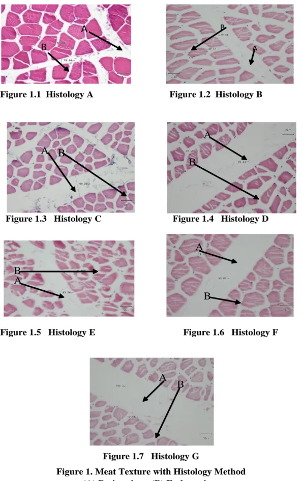 Figure 1.3   Histology C                              Figure 1.4   Histology D   