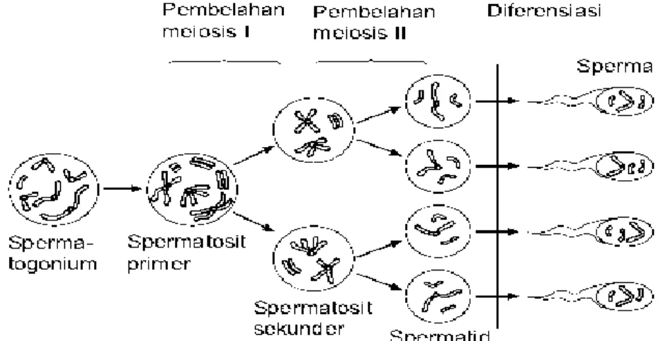Gambar 2. Proses Spermatogenesis  (Shier et al., 2003). 