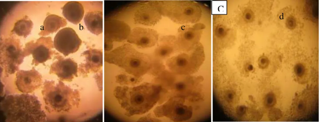 Gambar 4. Proses perubahan oosit A Sebelum Maturasi, B Setelah Maturasi, dan C  Sebelum  Fertilissi  inti  sel  oosit  (a);  sel-sel  kumulus  oophorus  masih  menyatu (b); sel-sel kumulus sudah terlihat mekar dari bentuk semula (c); 