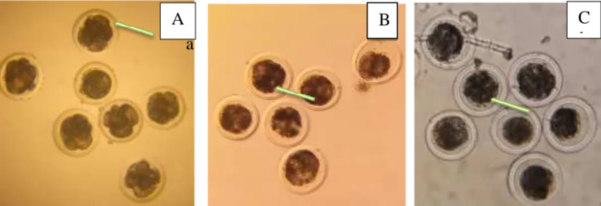 Gambar  4C  yaitu  oosit  sebelum  proses  fertilisasi  yang  dicirikan  oleh    sel-sel  kumulus yang mengelilingi berkurang dibanding setelah maturasi