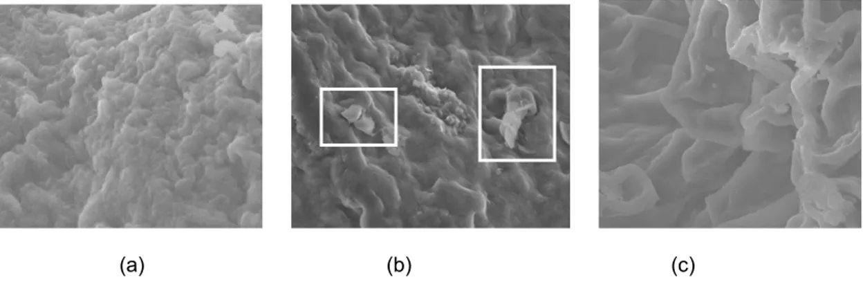 Figure 4  SEM images taken from ketoprofen microcapsule before dissolution (a), after  acidic dissolution (b), and after basic dissolution (c) at 1000 times magnification  (inset: crushed alginate layer fragments)