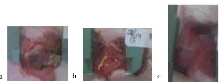 Gambar 8. Gambaran luka hari ke-3 kelompok kontrol (a), MEBO (b) dan Aloe Vera(c) 