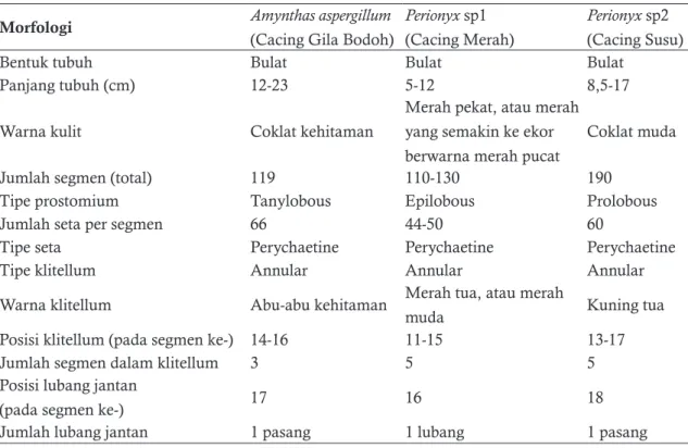 Tabel 1. Karakteristik morfologi Amynthas aspergillum (Cacing Gila Bodoh), Perionyx sp1 (Cacing  Merah), dan Perionyx sp2 (Cacing Susu).