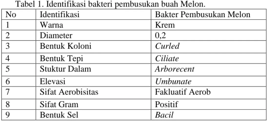 Tabel 1. Identifikasi bakteri pembusukan buah Melon. 