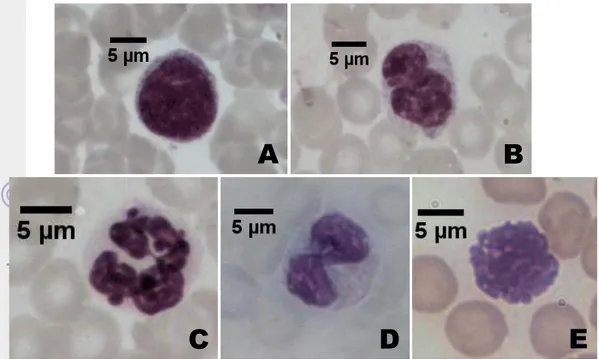 Gambar  16  Fotomikrografi  leukosit  agranulosit  (A)  limfosit,  (B)  monosit,  dan  leukosit  granulosit (C) neutrofil, (D) eosinofil, (E) basofil dengan perbesaran 1000×
