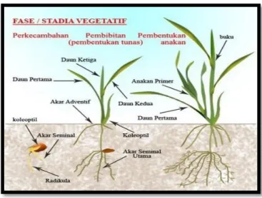 Gambar 2. Fase Vegetatif  Tanaman Padi 