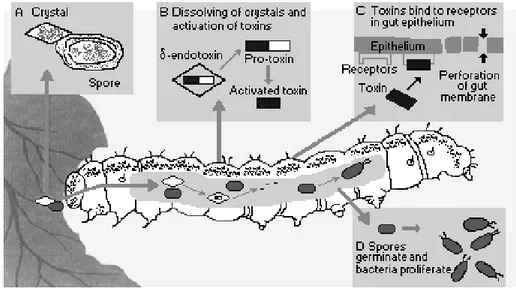Gambar 1. Proses toksisitas Bacillus thuringiensis pada larva ulat  Sumber : (http://www.inchem.org/documents/ehc/ehc/ehc217.htm) 