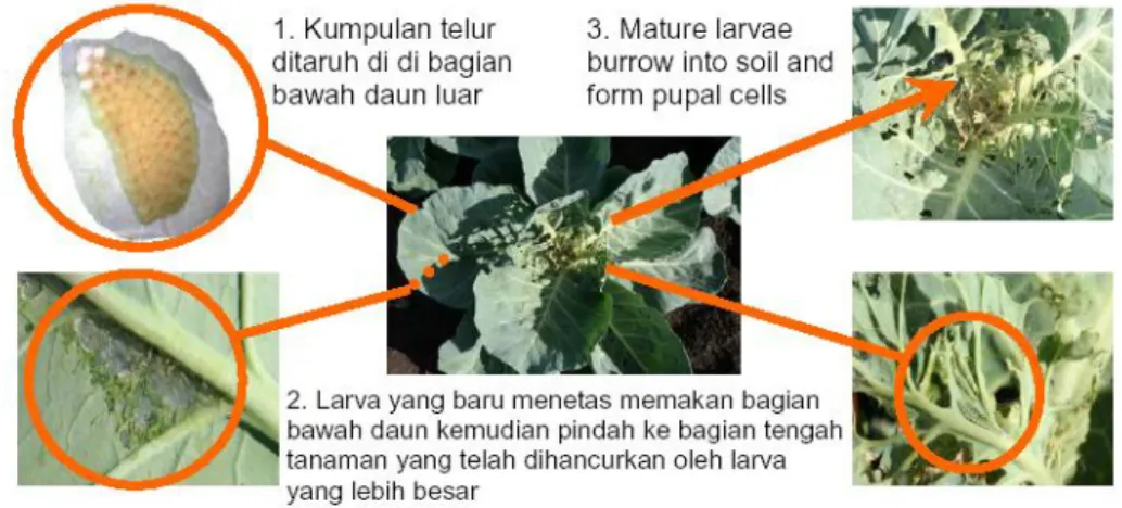 Gambar 3. Ngengat dewasa sedang berada pada permukaan daun  ( Sumber : www.indopetani.com) 