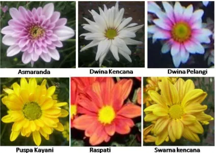 Gambar 2. Penampilan bunga dari varietas unggul yang dikaji 