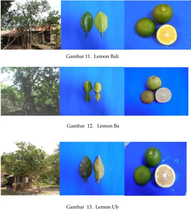 Gambar 11.  Lemon Bali 