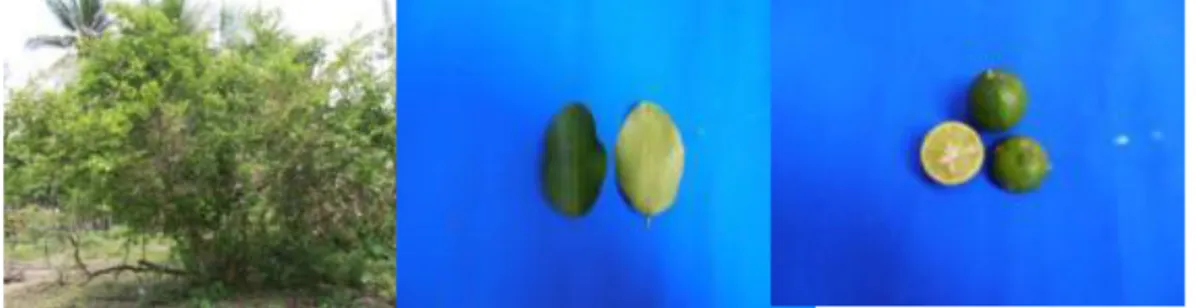 Gambar  15.  Keragaan pohon induk, daun dan buah  Lemon Nipis kecil 