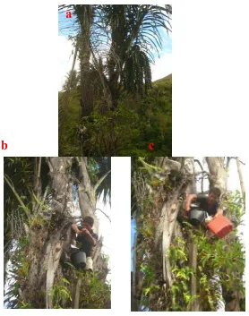 Gambar 2. a). Pohon Aren; b) dan c) Proses Penyadapan pada Pohon Aren 