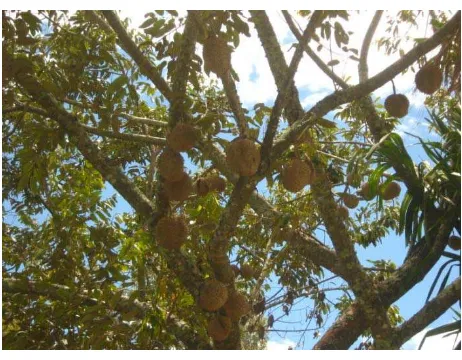 Gambar 5 . Pohon Durian 