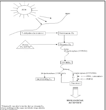 Gambar 2.3.  Sintesis, Intake  dan Aktivasi Vitamin D33 