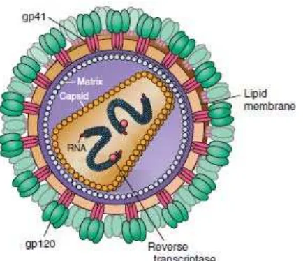 Gambar 2.1. Struktur HIV3 