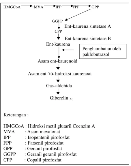 Gambar 3. Posisi Penghambatan Sintesis Giberelin oleh Paklobutrazol  (Sponsel, 1995).  