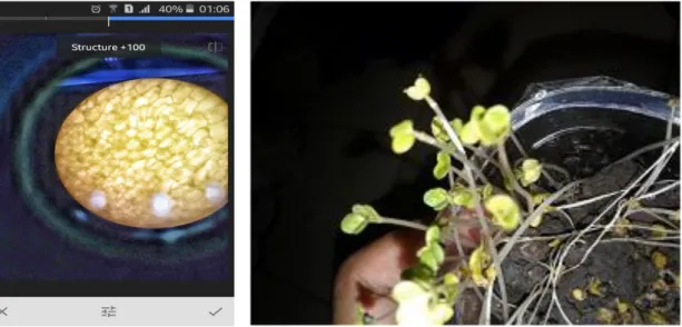 Gambar  4.  (Kiri)  Pengamatan  jaringan  daun  sawi  (pembesaran  40  x  10)  dan  diperjelas  dengan aplikasi Google Snapseed; (Kanan) pengamatan daun sawi hari ke- 5