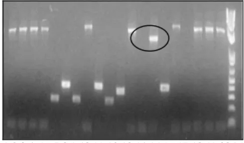 Gambar 6 Hasil PCR DNA koloni chi 14.