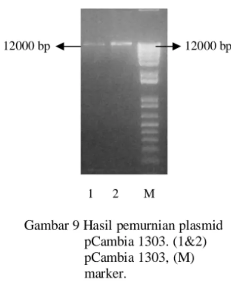 Gambar 9 Hasil pemurnian plasmid                           pCambia 1303. (1&amp;2)                           pCambia 1303, (M)                           marker.