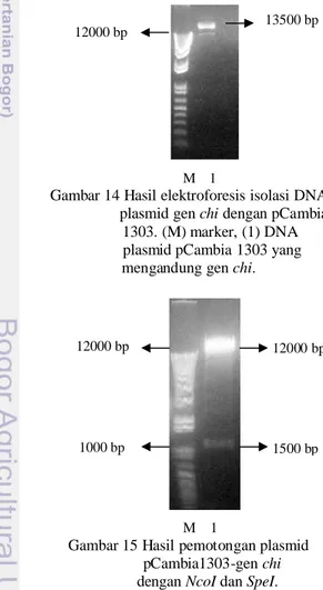 Gambar 14 Hasil elektroforesis isolasi DNA                   plasmid gen chi dengan pCambia