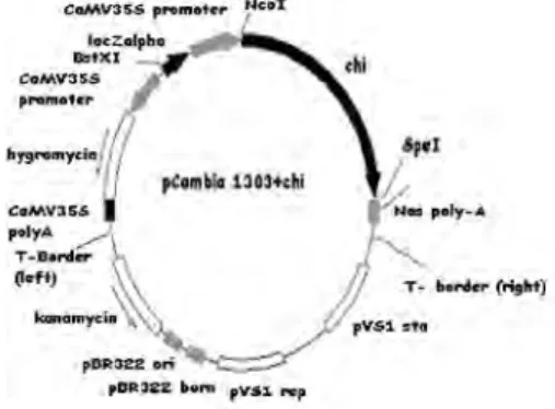 Gambar 17 Orientasi konstruksi gen chi dengan pCambia 1303.