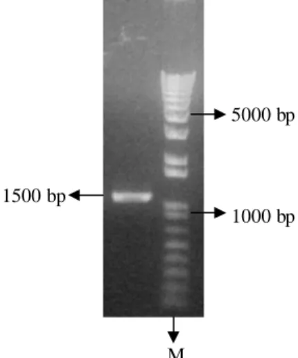 Gambar 4  Hasil purifikasi gen stilbena sintase, M= marker, fragmen berukuran 1500 bp = Gen stilbena sintase.