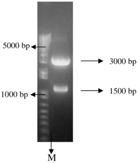 Tabel 1  Hasil analisis BLASTX fragmen gen stilbena sintase