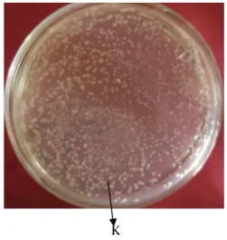 Gambar 8  Hasil pemotongan pCAMBIA 1303, M=Marker, fragmen berukuran 12000= Plasmid pCAMBIA 1303.