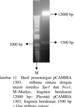 Gambar 10   Gen stilbena sintase yang sudah terklon dalam pCAMBIA 1303, M=Marker, fragmen ukuran 13500= Gen stilbena sintase yang terklon dalam pCAMBIA 1303.