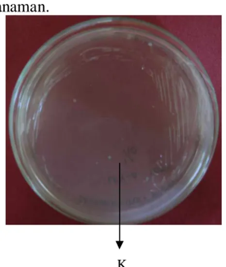 Gambar 12  Hasil transformasi pCAMBIA 1303-STS ke Agrobacterium, K=