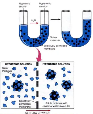 Gambar 1. Efek Umum (atas) dan Osmosis pada tingkat molekul  Sumber: Campbell etal. 2003 