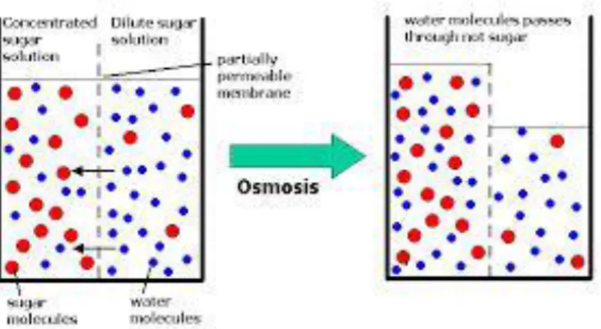 Gambar 4. Proses Terjadinya Osmosis  Sumber: https://www.google.com_osmosis   c.  Plasmolisis 