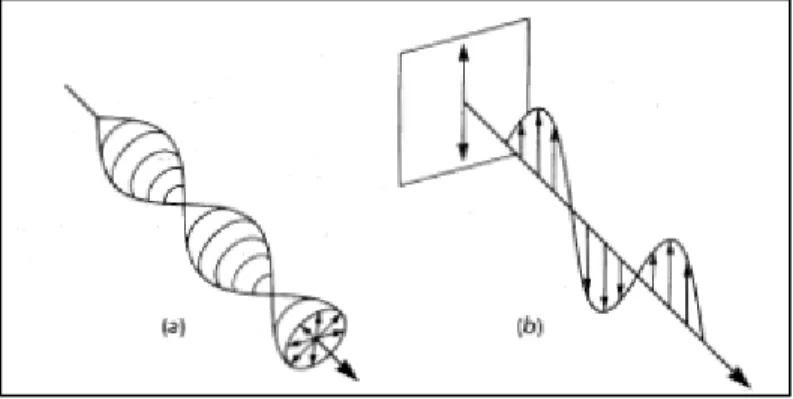 Gambar 2.1 Ilustrasi (a) cahaya tak terpolarisasi dan (b) cahaya terpolarisasi (Nesse, 1991)