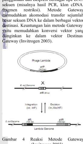 Gambar  4 Reaksi  Metode  Gateway  (Invitrogen 2003).