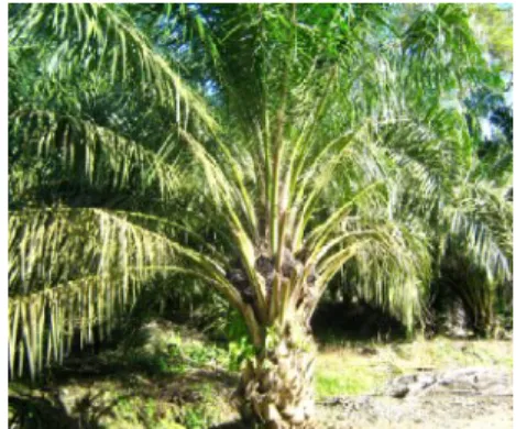 Gambar 1 Tanaman kelapa sawit.