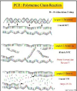 Gambar 5 Proses Polymerase Chain Reaction (PCR).