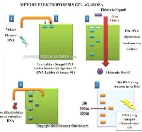 Gambar 6 Prinsip elektroforesis.