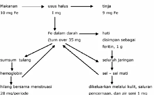 Gambar 1. Metabolisme zat besi dalam tubuh (Wahyuni, 2004) 