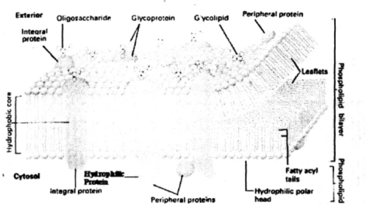 Gambar 2.2. Struktur sel membran (model fluid mosaic) 