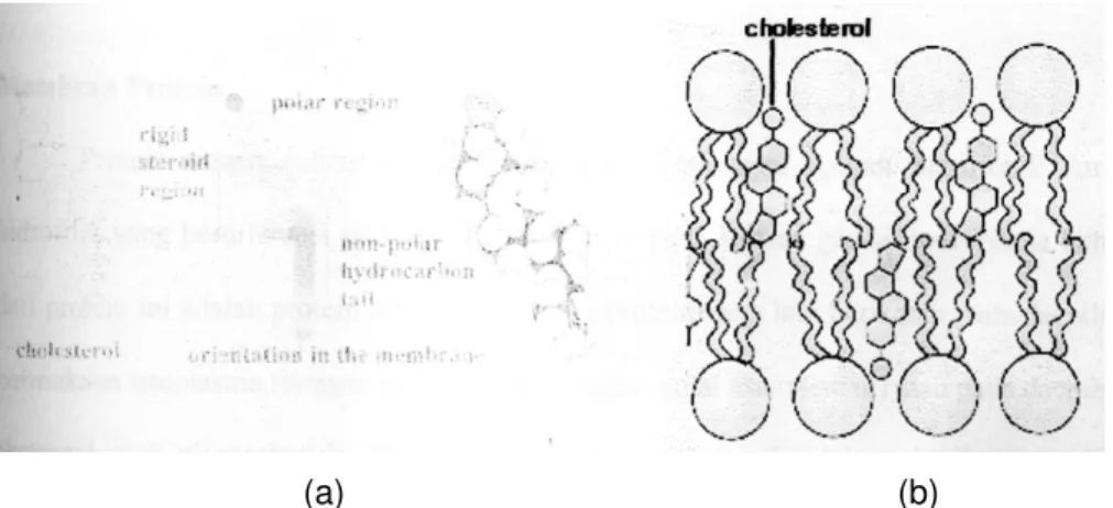 Gambar 2.7. Membran glikolipid 