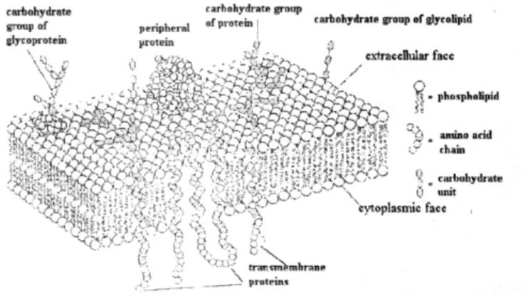 Gambar :2.8. Protein transmembran melapis lapisan lemak ganda (Wolfe,  1993) 