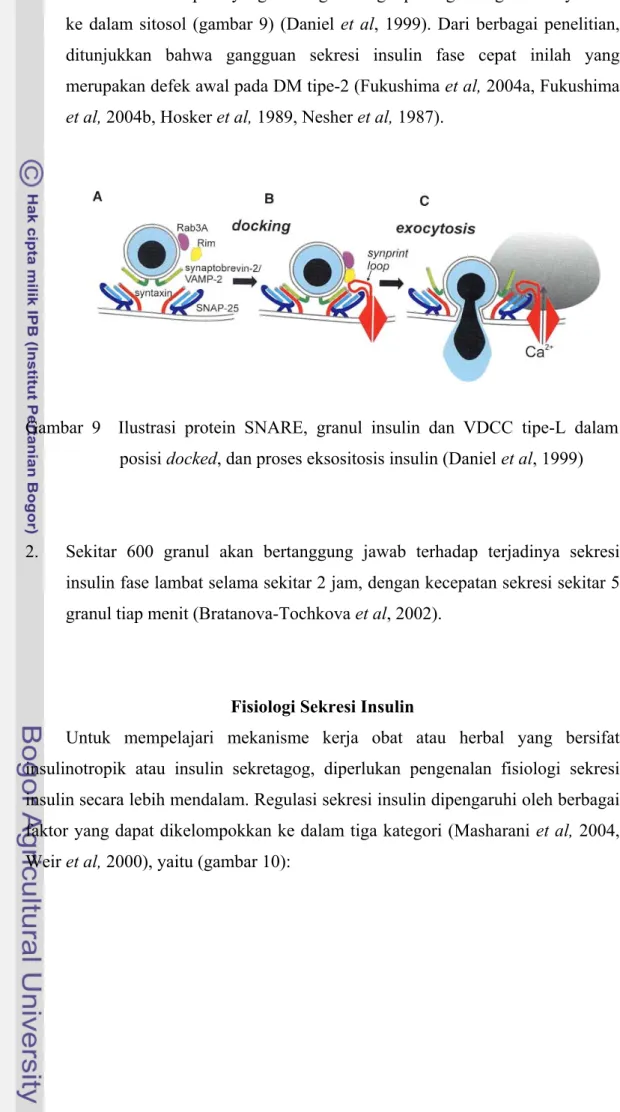 Gambar 9  Ilustrasi protein SNARE, granul insulin dan VDCC tipe-L dalam  posisi docked, dan proses eksositosis insulin (Daniel et al, 1999) 