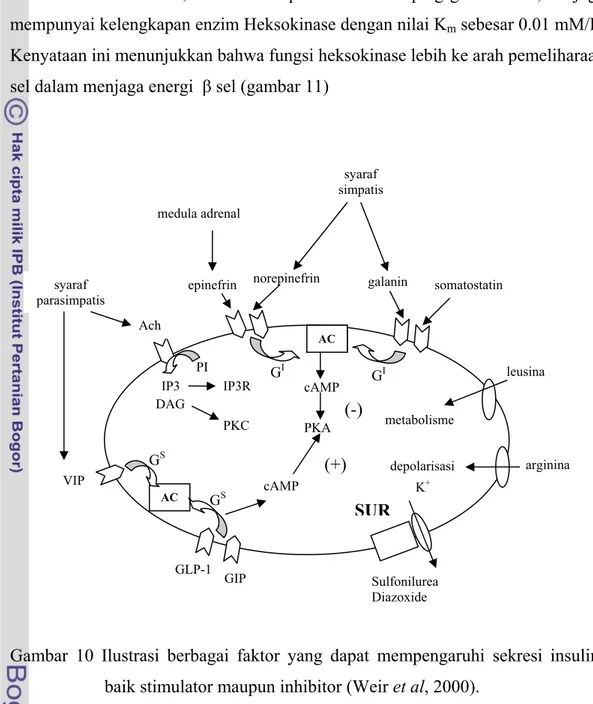 Gambar 10 Ilustrasi berbagai faktor yang dapat mempengaruhi sekresi insulin,  baik stimulator maupun inhibitor (Weir et al, 2000)