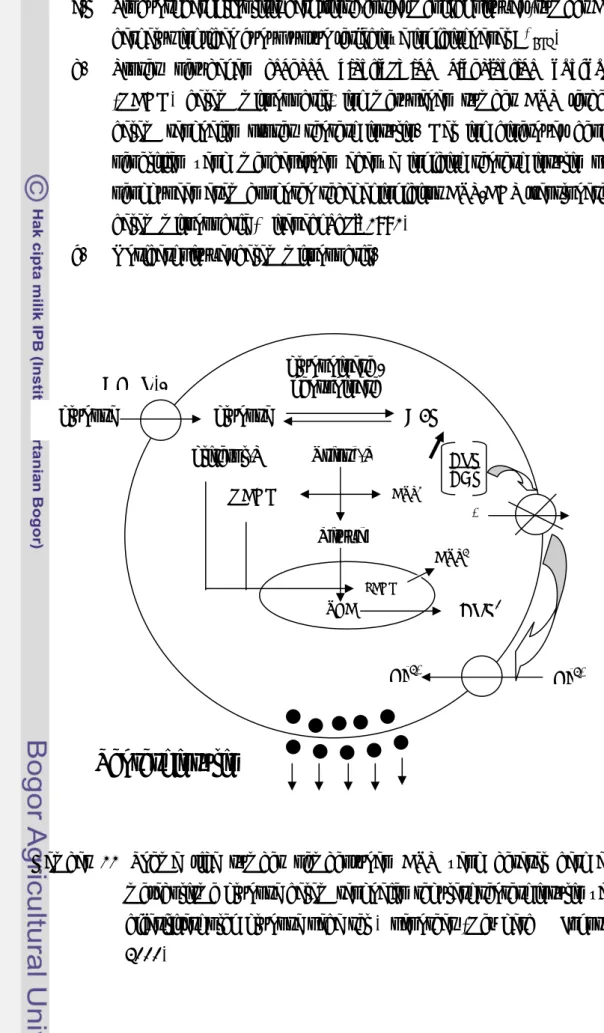 Gambar 11 Skema tiga sumber pembentukan ATP yang berasal dari alur  metabolisme glukosa dalam rangkaian regulasi sekresi insulin yang  difasilitasi oleh glukosa pada sel β pankreas (Newgard &amp; Johnson,  2000) glukosa GLUT-2 glukosa  glukokinase / heksok