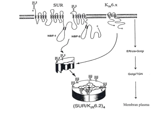 Gambar 2  Ilustrasi ATP-dependent K +  channel (K + ATP ) (Bryan &amp; Aguilar-Bryan,  2000)