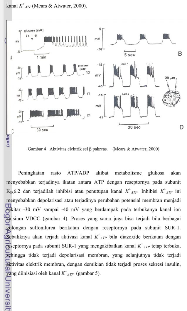 Gambar 4   Aktivitas elektrik sel β pakreas.    (Mears &amp; Atwater, 2000) 