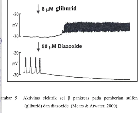 Gambar 5  Aktivitas elektrik sel β pankreas pada pemberian sulfonilurea   (gliburid) dan diazoxide  (Mears &amp; Atwater, 2000) 